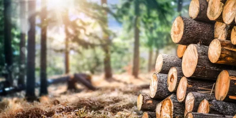 Uma breve história sobre a preservação de madeiras