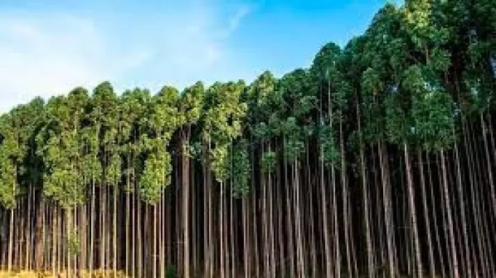 Madeiras de Reflorestamento e a sustentabilidade ambiental