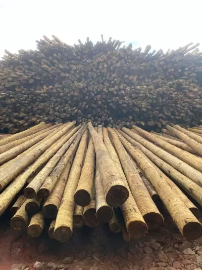 A Ciência da Madeira Tratada: Tudo o Que Você Sempre Quis Saber Sobre Eucalipto